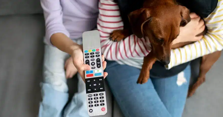 Cani che guardano la TV: hanno delle preferenze? I sorprendenti risultati di uno studio americano