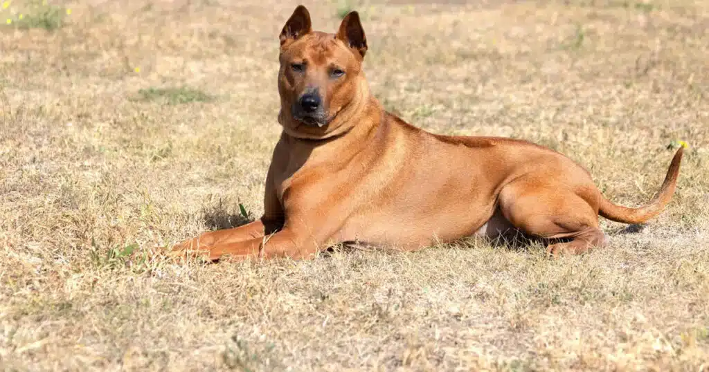 thailand ridgeback
