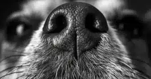 Cani che fiutano il parkinson