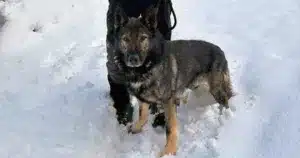 Volkmar cane da valanga arruolato nei Carabinieri
