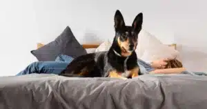 Far salire il cane sul letto: giusto o sbagliato?