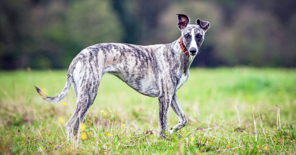 whippet piccolo levriero