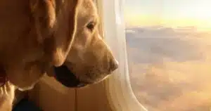 volare con il cane