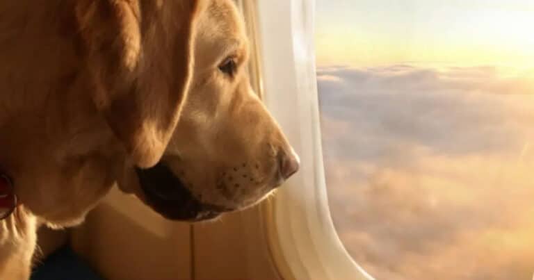 volare con il cane