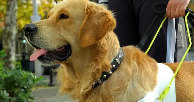 Cane guida donato a Roma