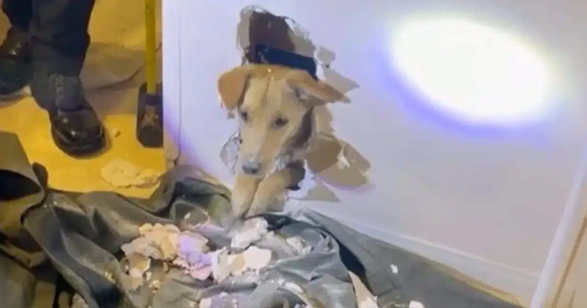 Cane incastrato nel muro il video