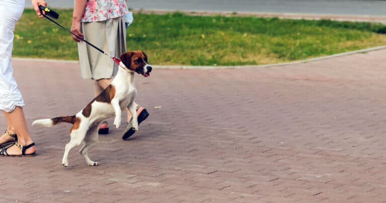 Cani che sfuggono alla nostra custodia