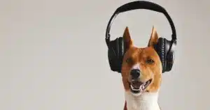 i cani riconoscono la musica