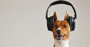 i cani riconoscono la musica