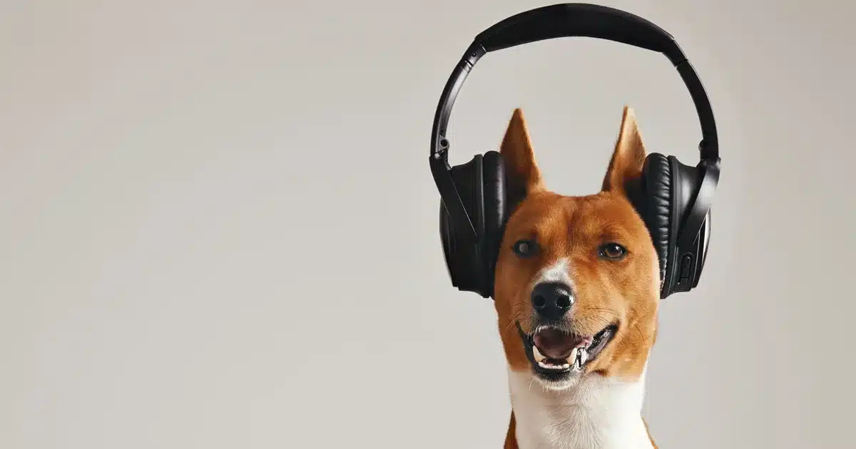 i cani riconoscono la musica
