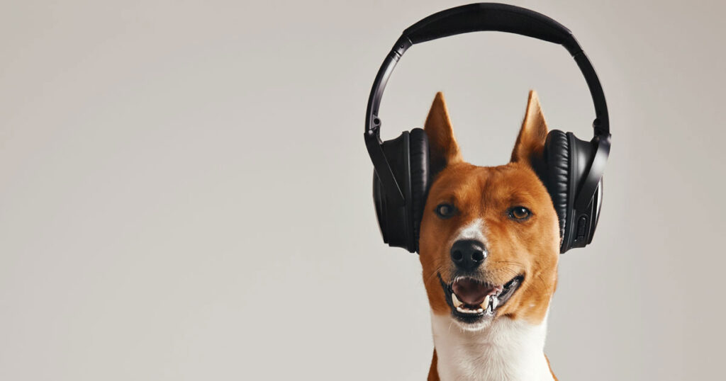 cani riconoscono la musica