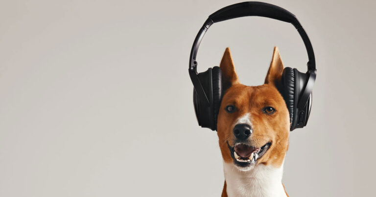 cani riconoscono la musica