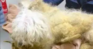 Miracle il cane che rischiava di morire aggrovigliato nel suo pelo