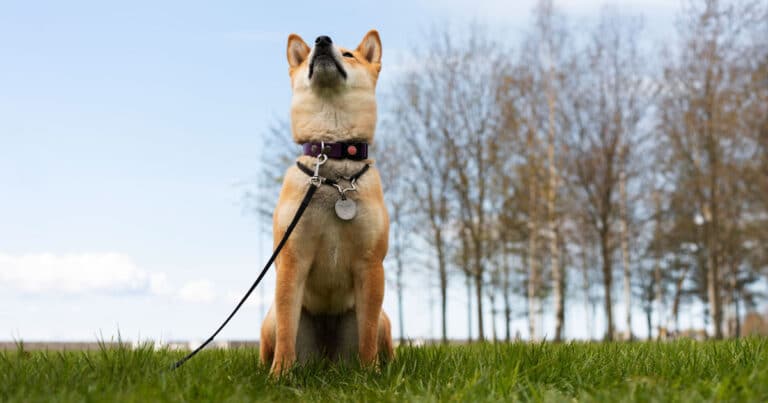 patentino per cani in liguria