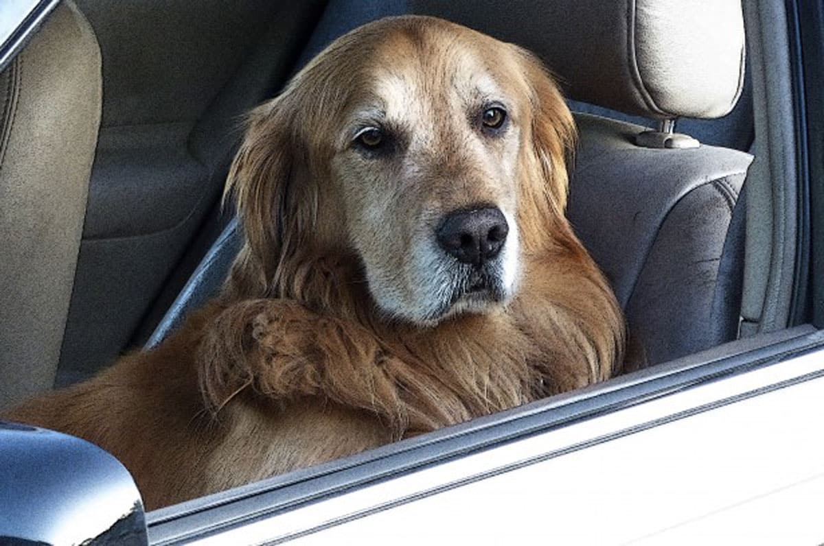 lasciare cane in auto al caldo è reato