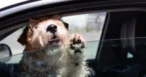 Cane in auto al caldo è reato