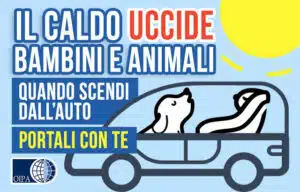 Cani in auto al caldo