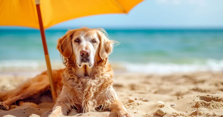 Cani in spiaggia: rischi e pericoli