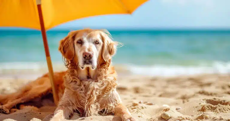 Cani in spiaggia: rischi e pericoli