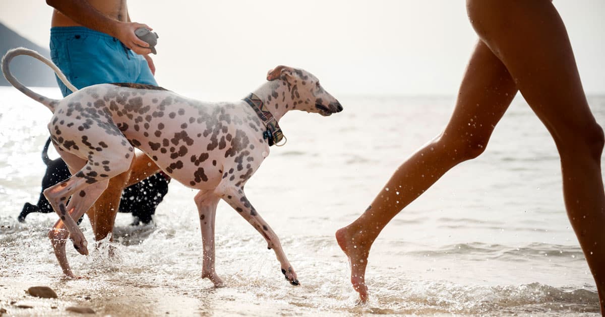 Cani in spiaggia: rischi e pericoli