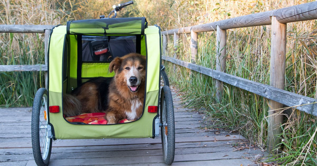 Cane in viaggio con la bicicletta