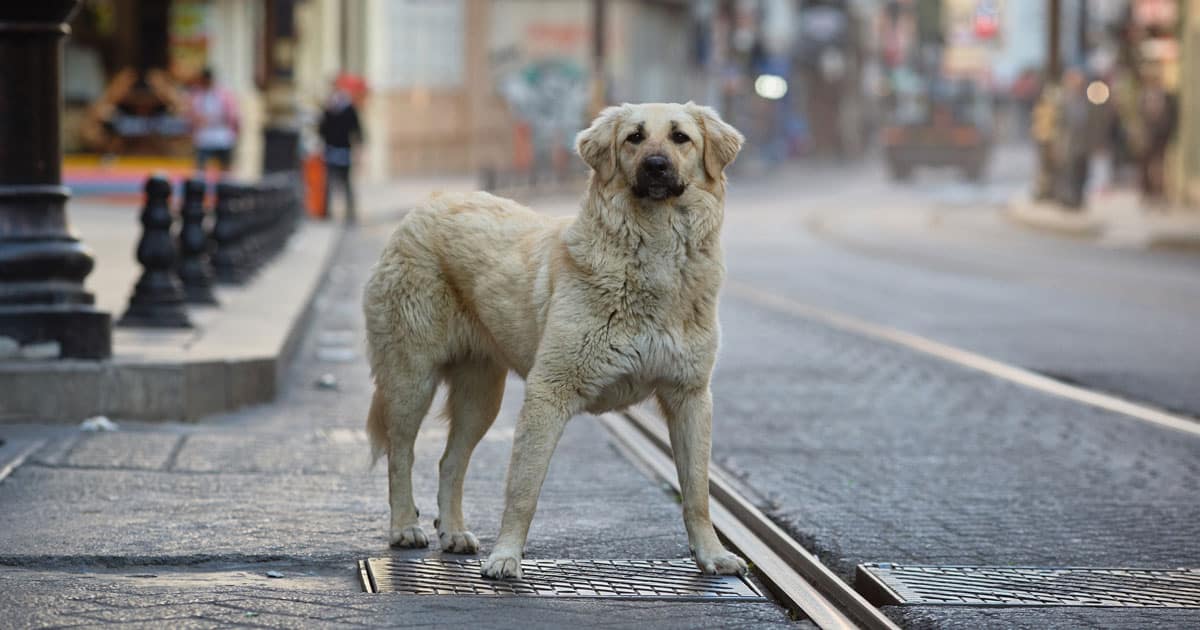 cani randagi in turchia rischio soppressione?