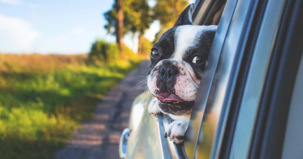 Mal d'auto del cane