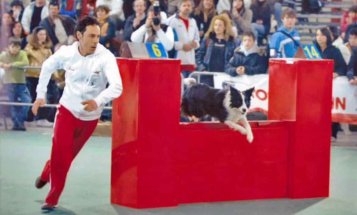 Agility Dog