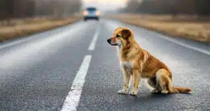 Animali vittime di incidenti stradali