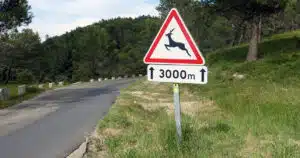 Animali vittime di incidenti stradali