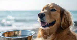 viaggiare con il cane: cosa mettere in valigia