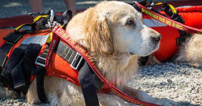 undicenne salvato dai cani bagnino a genova