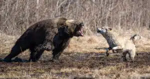 cani anti orso: chi sono? cosa fanno?