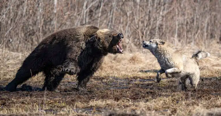 cani anti orso: chi sono? cosa fanno?