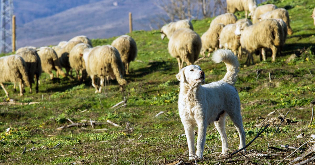 Cani da guardiania