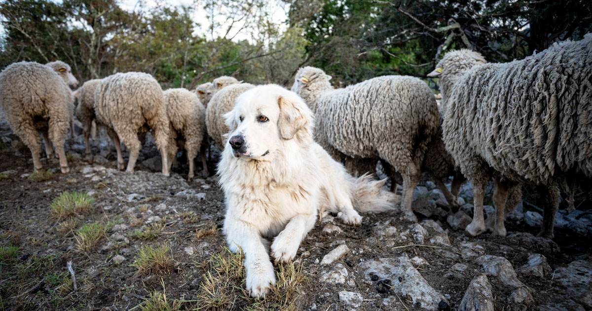 cani da guardiania