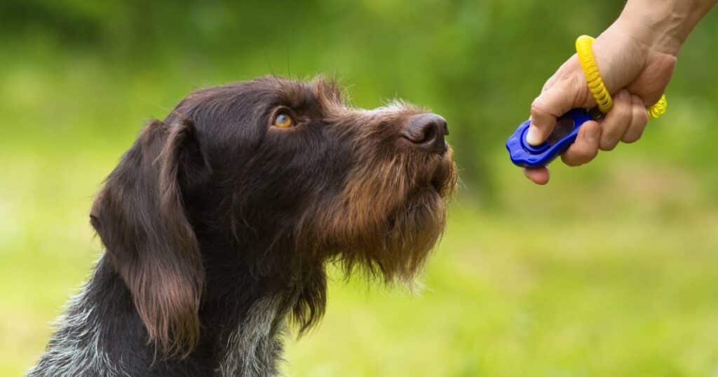 Clicker Training Dog Cane