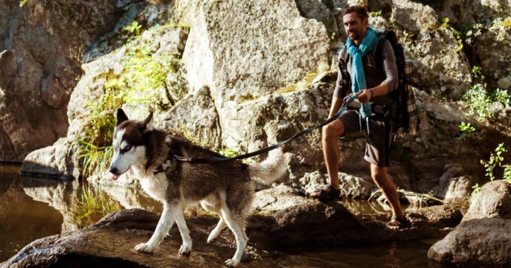 dog trekking