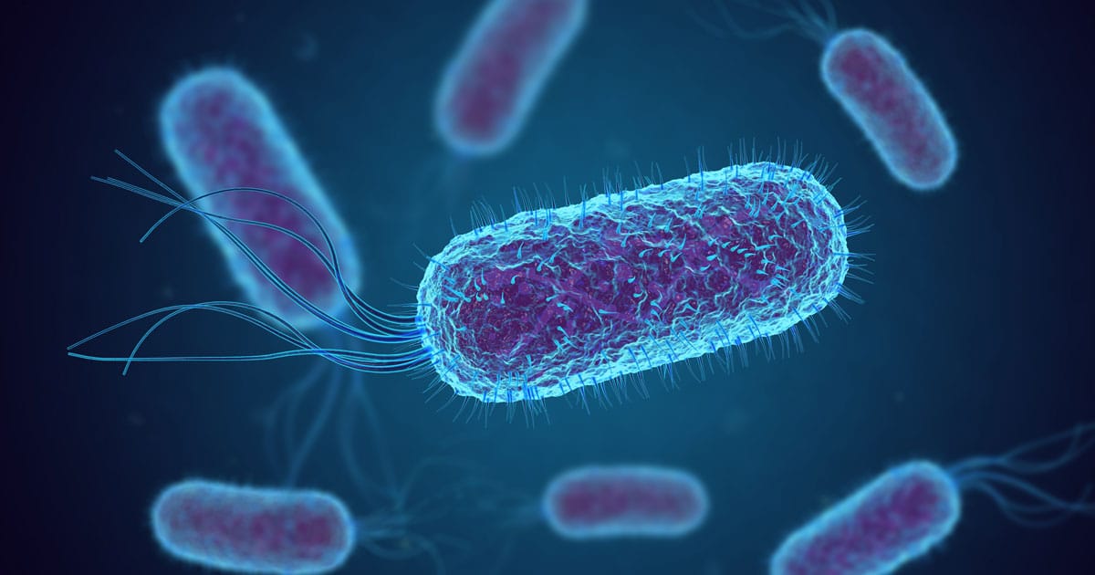 Escherichia coli nei cani