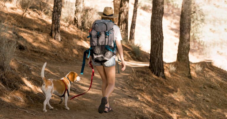 Escursioni con il cane 5 motivi fondamentali per utilizzare il guinzaglio