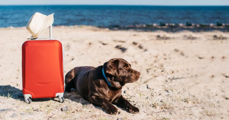 In vacanza col cane cosa mettere in valigia