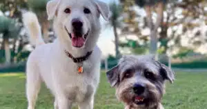 Jennifer Anniston e l'amore per i cani