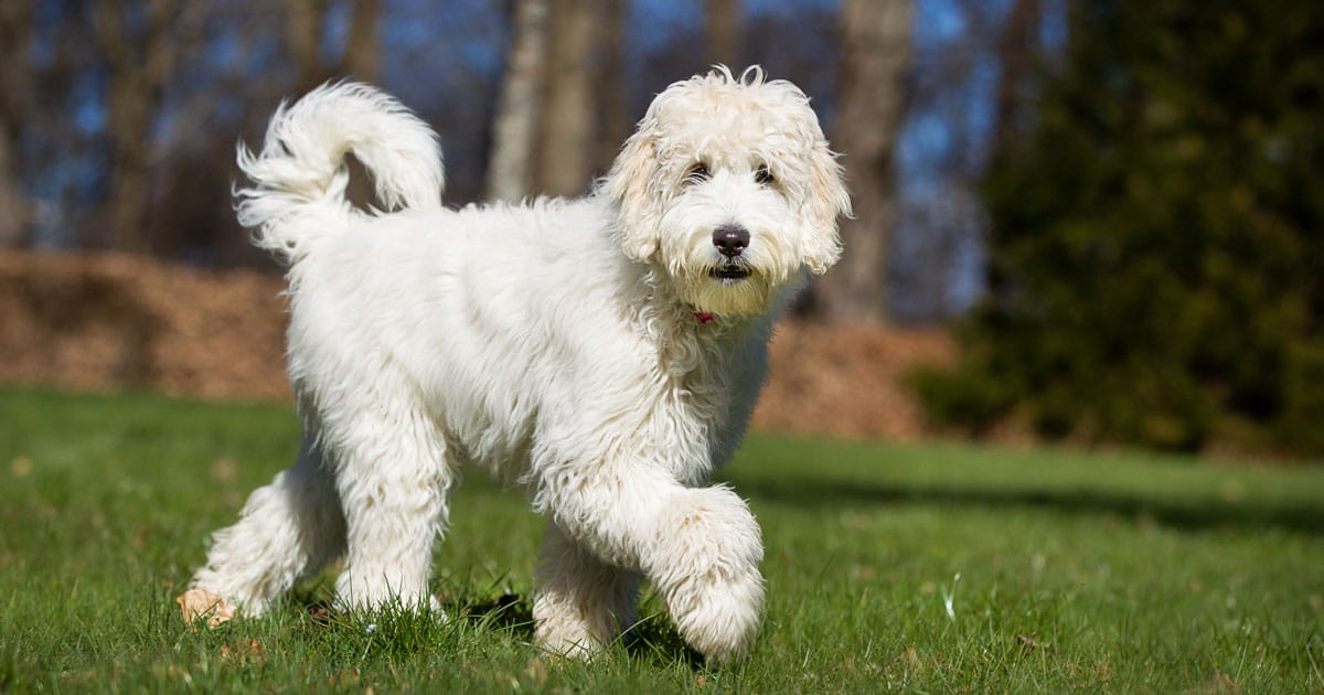 Designer Dogs: chi sono? Perché vengono allevati?