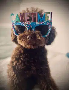 Pepe, il barboncino di Vittorio Vaccaro