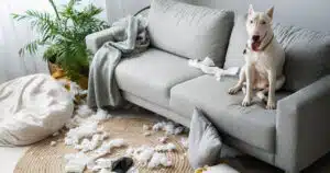 Rientro dalle vacanze e stress del cane