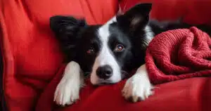 Muta del pelo del cane Border Collie