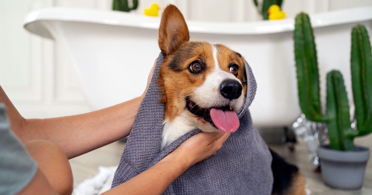 Muta del pelo del cane bagno