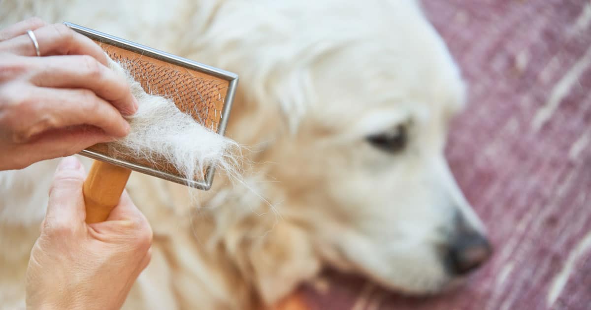 muta del pelo del cane, spazzolatura