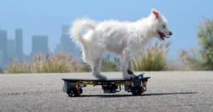 Skateboard motorizzato per il cane con disabilità: la simpatica invenzione di Simone Greitz