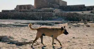 Apollo cani piramidi egitto